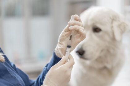 ¿Cuáles son los síntomas del parvovirus canino y cómo se puede prevenir?