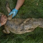 Ambientalistas rescataron a un cocodrilo con manchas de petróleo en Zulia