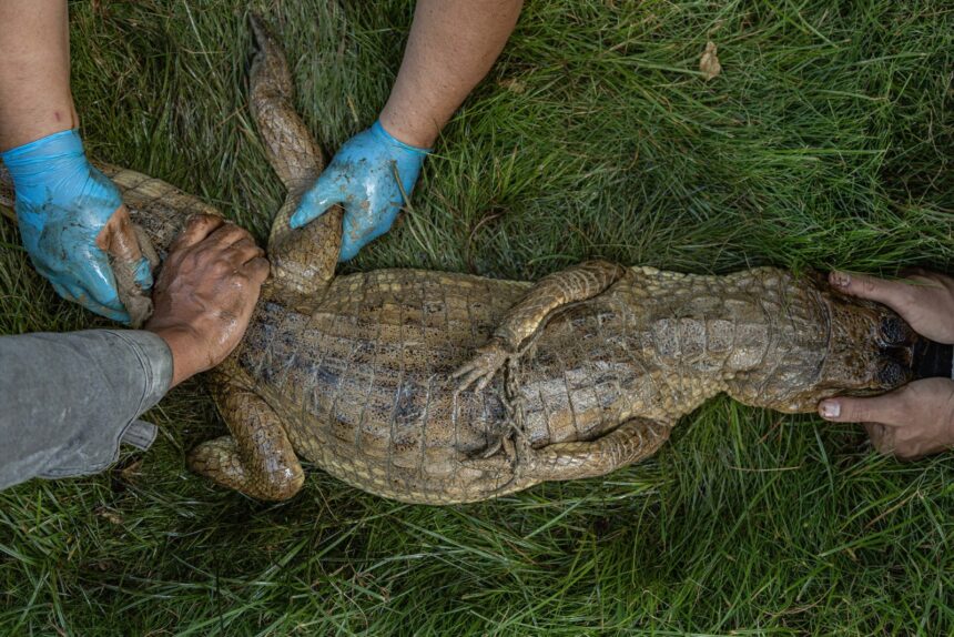 Ambientalistas rescataron a un cocodrilo con manchas de petróleo en Zulia