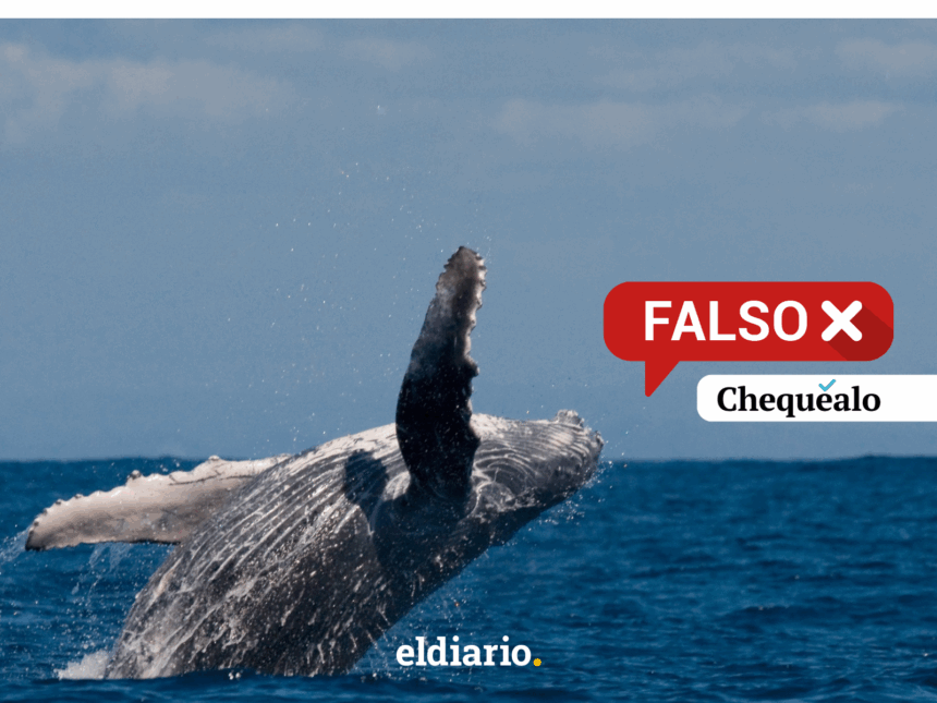 Borrador automático