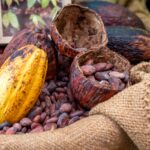 El cacao venezolano como una conexión con la cultura y tradición: “Conocer de esta semilla nos crea un arraigo por Venezuela”