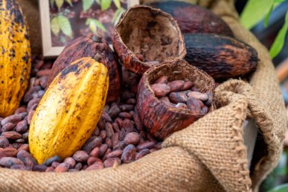 El cacao venezolano como una conexión con la cultura y tradición: “Conocer de esta semilla nos crea un arraigo por Venezuela”