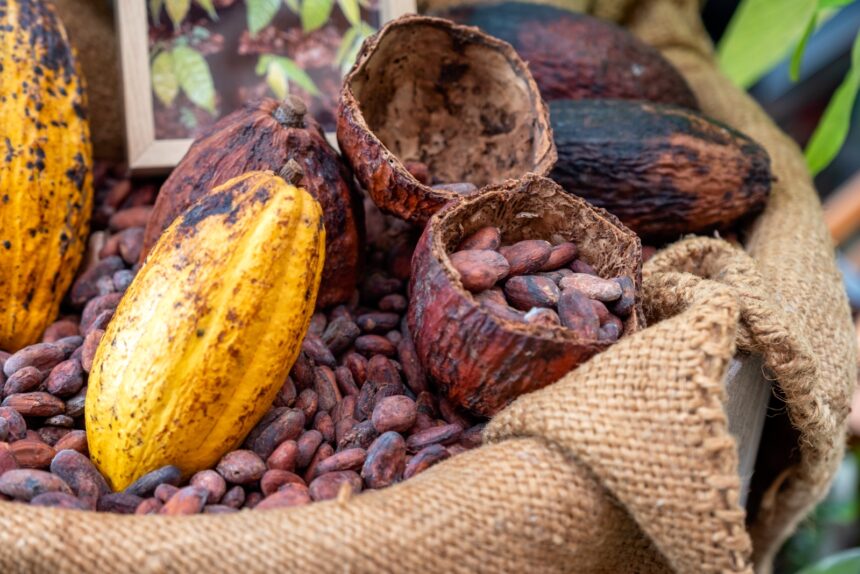 El cacao venezolano como una conexión con la cultura y tradición: “Conocer de esta semilla nos crea un arraigo por Venezuela”