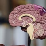 Los hábitos recomendados para cuidar la salud cerebral desde la juventud 