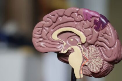 Los hábitos recomendados para cuidar la salud cerebral desde la juventud 