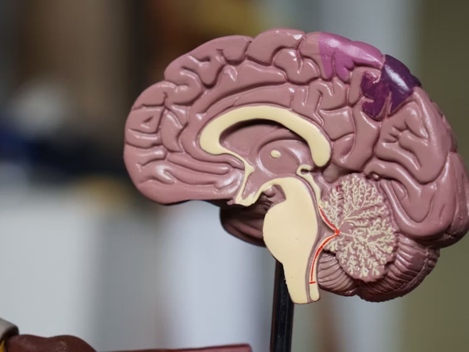 Los hábitos recomendados para cuidar la salud cerebral desde la juventud 