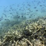 Estudio reveló que la disminución del oxígeno en los océanos amenaza a los peces de aguas profundas