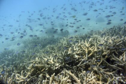 Estudio reveló que la disminución del oxígeno en los océanos amenaza a los peces de aguas profundas
