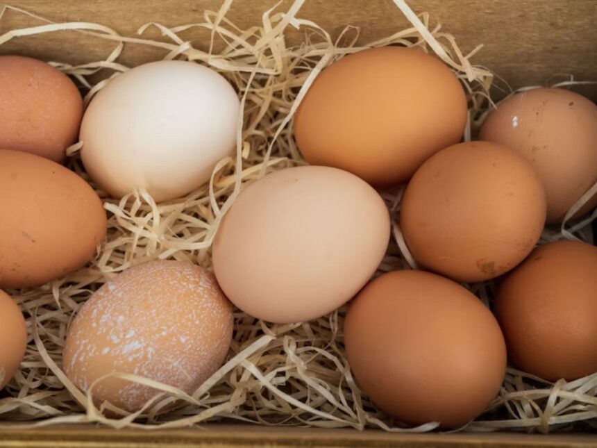 Alertan que 200 granjas en Táchira “corren graves riesgos” ante contrabando de huevos desde Colombia