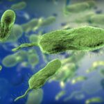 Qué es la bacteria “come carne” que ha superado el promedio anual de muertes en Luisiana