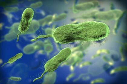 Qué es la bacteria “come carne” que ha superado el promedio anual de muertes en Luisiana