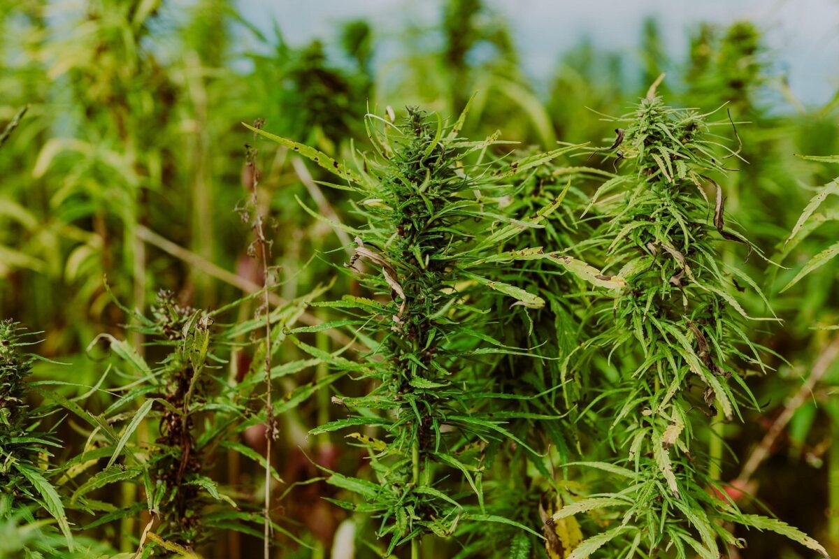 FANB detuvo a tres hombres en Barinas con 53,6 kilos de drogas