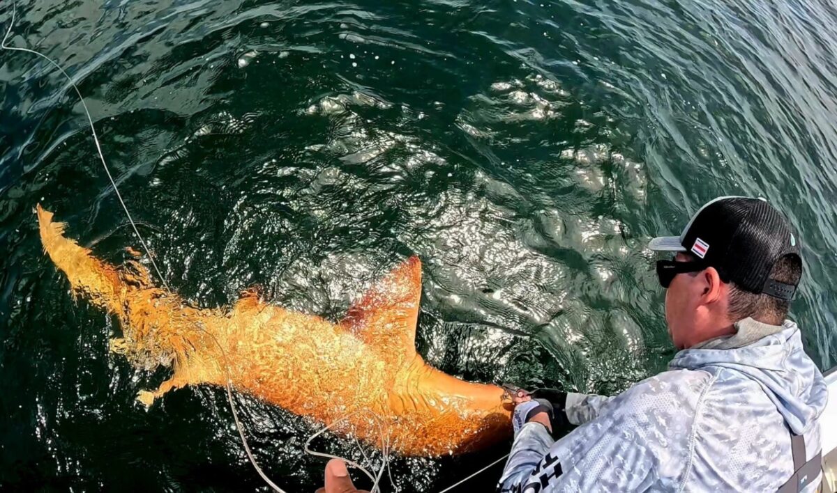 Hallaron un tiburón nodriza anaranjado en el mar Caribe