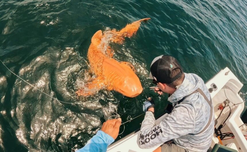 Hallaron un tiburón nodriza anaranjado en el mar Caribe
