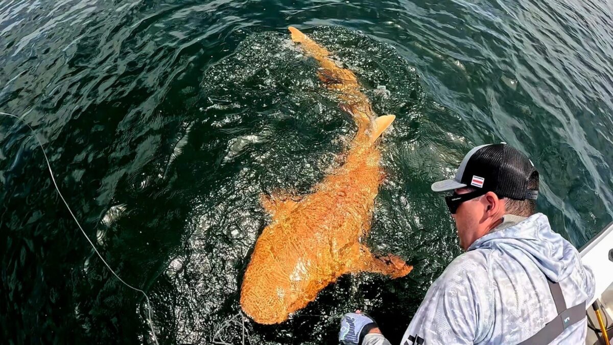 Hallaron un tiburón nodriza anaranjado en el mar Caribe
