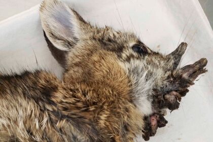 #TeExplicamos | ¿Qué es el papiloma de Shope y por qué provoca “cuernos” en los conejos de EE UU?