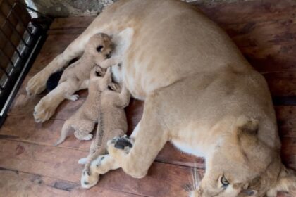 Nacieron tres crías de leones en un zoológico de Mérida