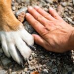 Redadas migratorias dejan decenas de mascotas abandonadas en Los Ángeles