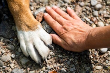 Redadas migratorias dejan decenas de mascotas abandonadas en Los Ángeles