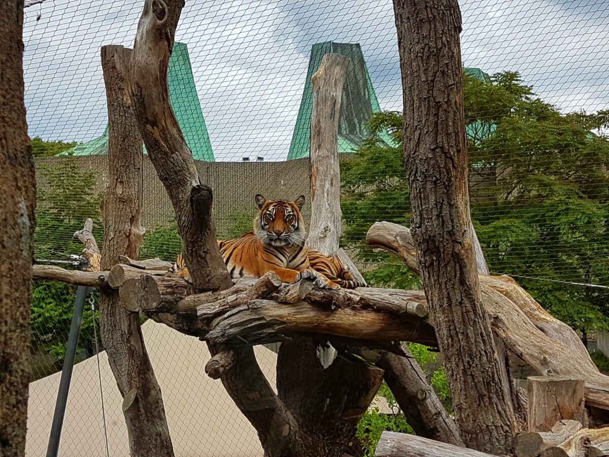 Zoológico en Dinamarca pidió donar mascotas no deseadas para alimentar a los leones