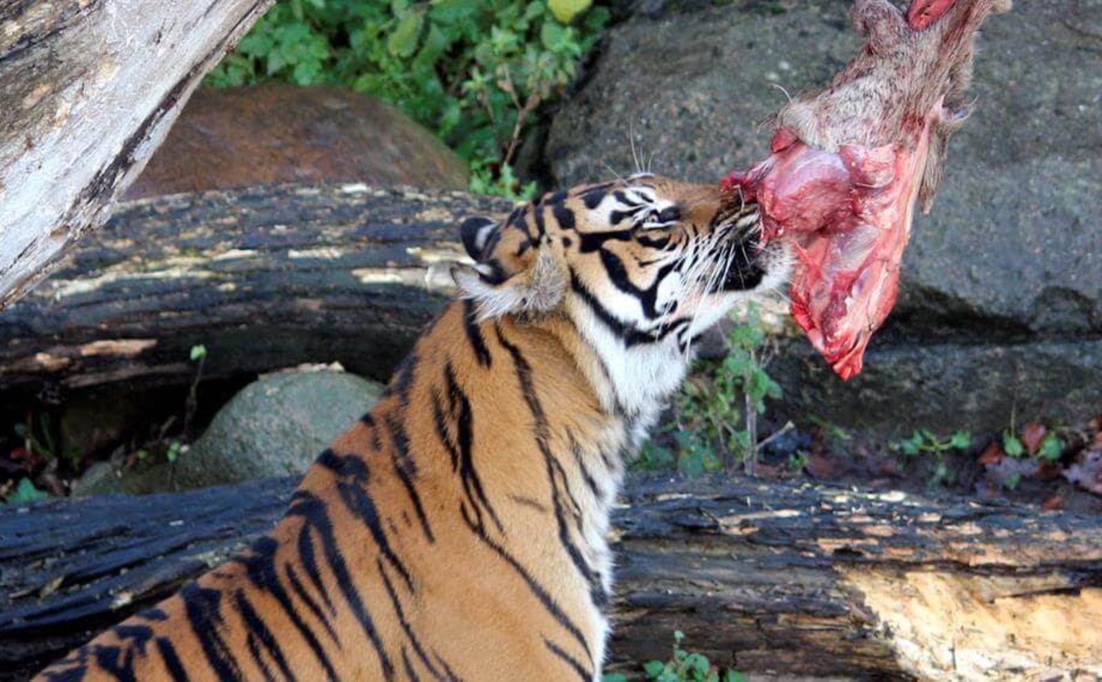 Zoológico en Dinamarca pidió donar mascotas no deseadas para alimentar a los leones