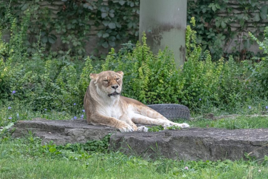 Borrador automático