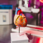 Científicos crearon una IA que busca prevenir infartos oyendo los latidos