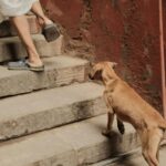 Qué hacer con tus mascotas durante un sismo: guía de evacuación