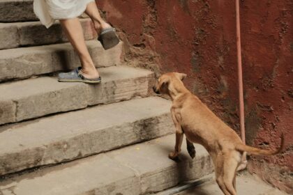 Qué hacer con tus mascotas durante un sismo: guía de evacuación