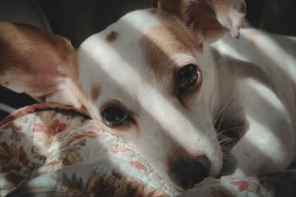 Qué hacer con tus mascotas durante un sismo: guía de evacuación