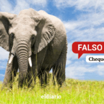 ¿Un elefante causó estragos en Puerto Cabello?