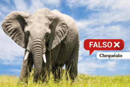 ¿Un elefante causó estragos en Puerto Cabello?
