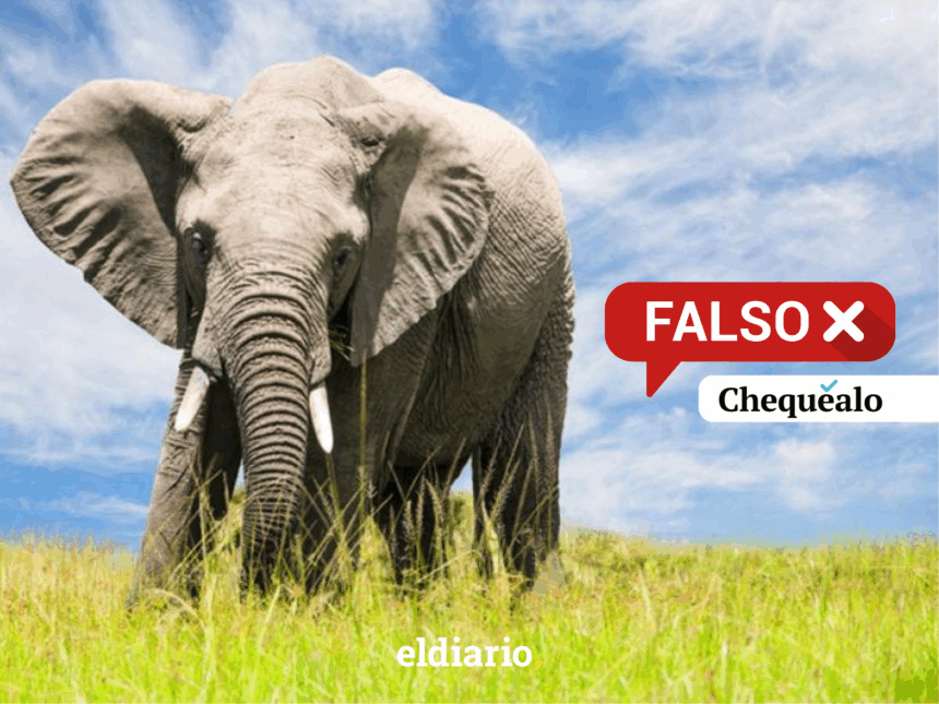 ¿Un elefante causó estragos en Puerto Cabello?