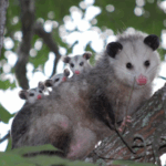 Entre mitos y realidades: la fauna silvestre que habita Caracas