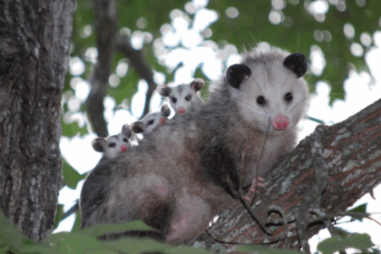 Entre mitos y realidades: la fauna silvestre que habita Caracas