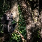 Muere a los 44 años Gino, el gorila más viejo del parque Animal Kingdom de Disney