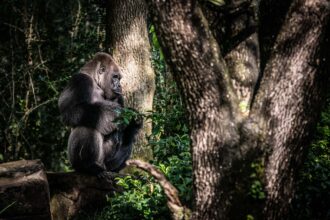 Muere a los 44 años Gino, el gorila más viejo del parque Animal Kingdom de Disney