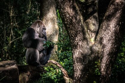 Muere a los 44 años Gino, el gorila más viejo del parque Animal Kingdom de Disney