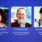 Brunkow, Ramsdell y Sakaguchi ganan el Nobel de Medicina por la tolerancia inmunológica periférica