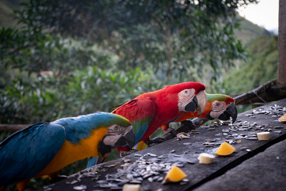 El legado de Vittorio Poggio: el italiano de cuna que se forjó en Venezuela como amante y protector de las guacamayas