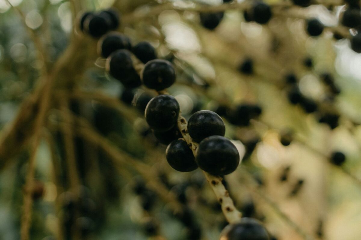 Cinco superalimentos que se producen en Venezuela