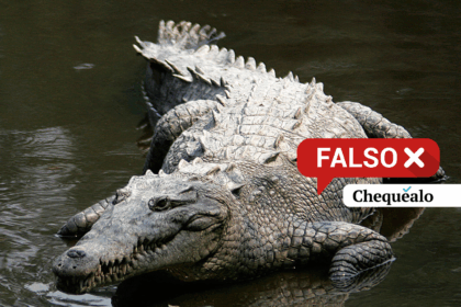 Borrador automático