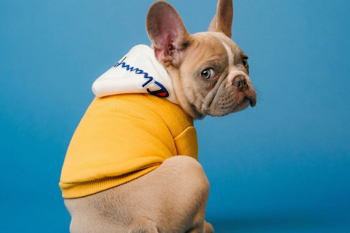 Científicos buscan cambiar el hocico chato de perros bulldogs y pugs por su salud