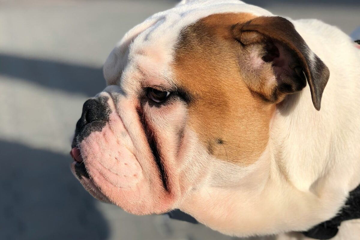 Científicos buscan cambiar el hocico chato de perros bulldogs y pugs por su salud