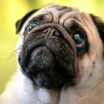 Científicos buscan cambiar el hocico chato de perros bulldogs y pugs por su salud