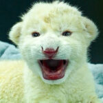 Nacieron dos crías de león blanco en el zoológico de Las Delicias en Aragua