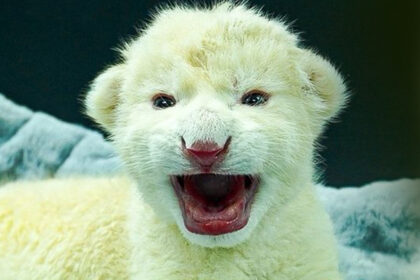 Nacieron dos crías de león blanco en el zoológico de Las Delicias en Aragua