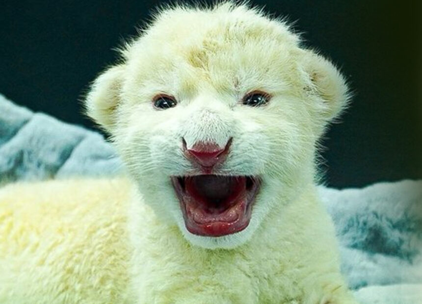 Nacieron dos crías de león blanco en el zoológico de Las Delicias en Aragua