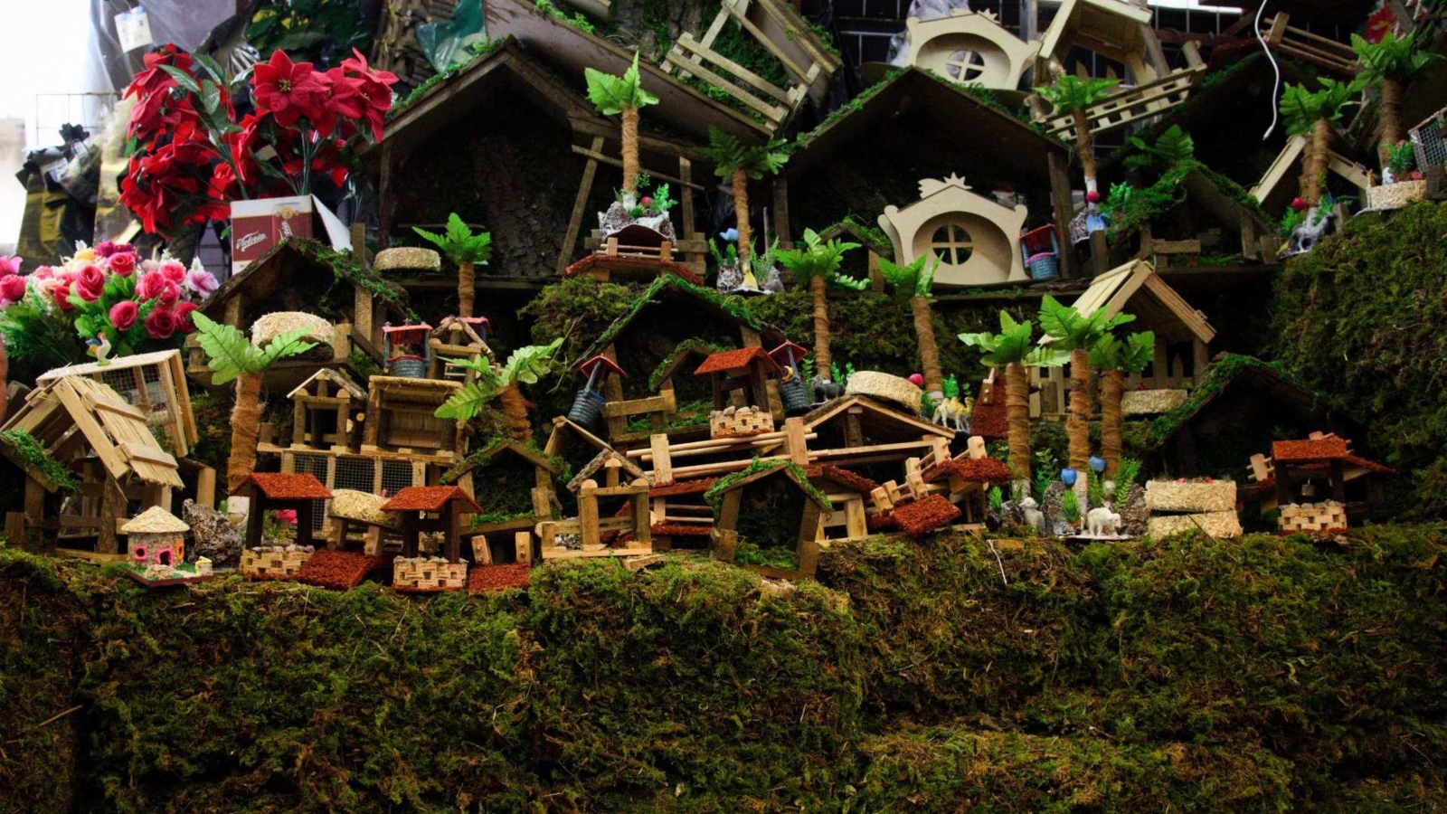 Comenzaron campaña para evitar la extracción y comercialización del musgo en Venezuela