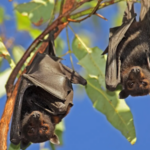 #TeExplicamos | ¿Qué es el virus Nipah y por qué causa alarma en la India?